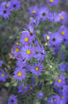 New England aster